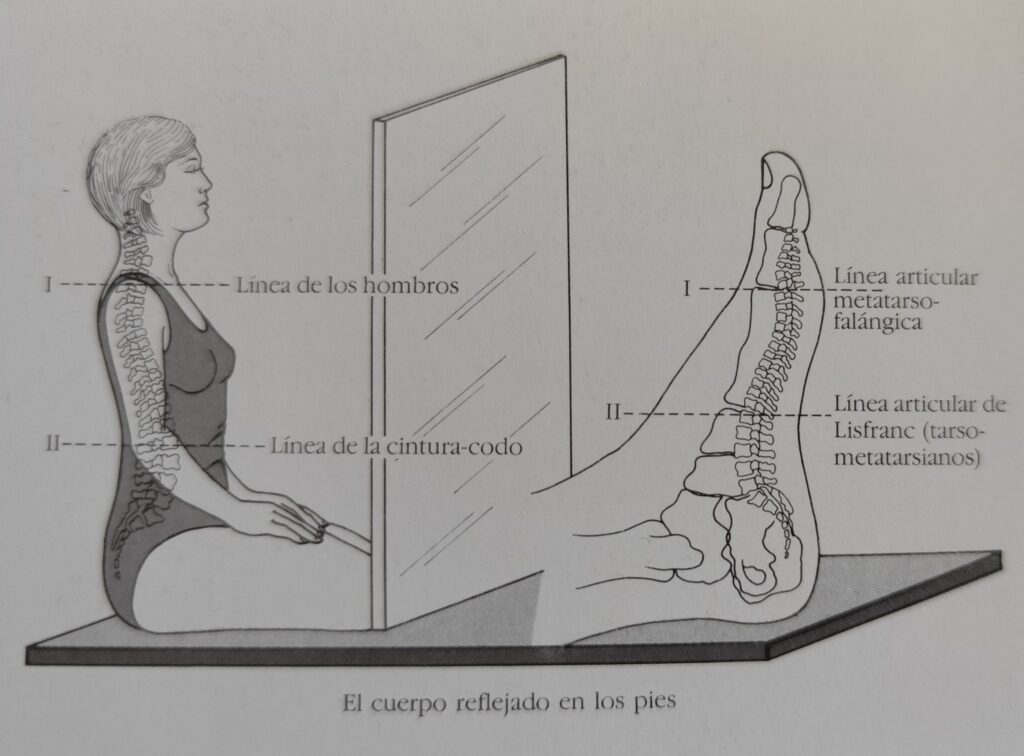Mapa de reflexología podal