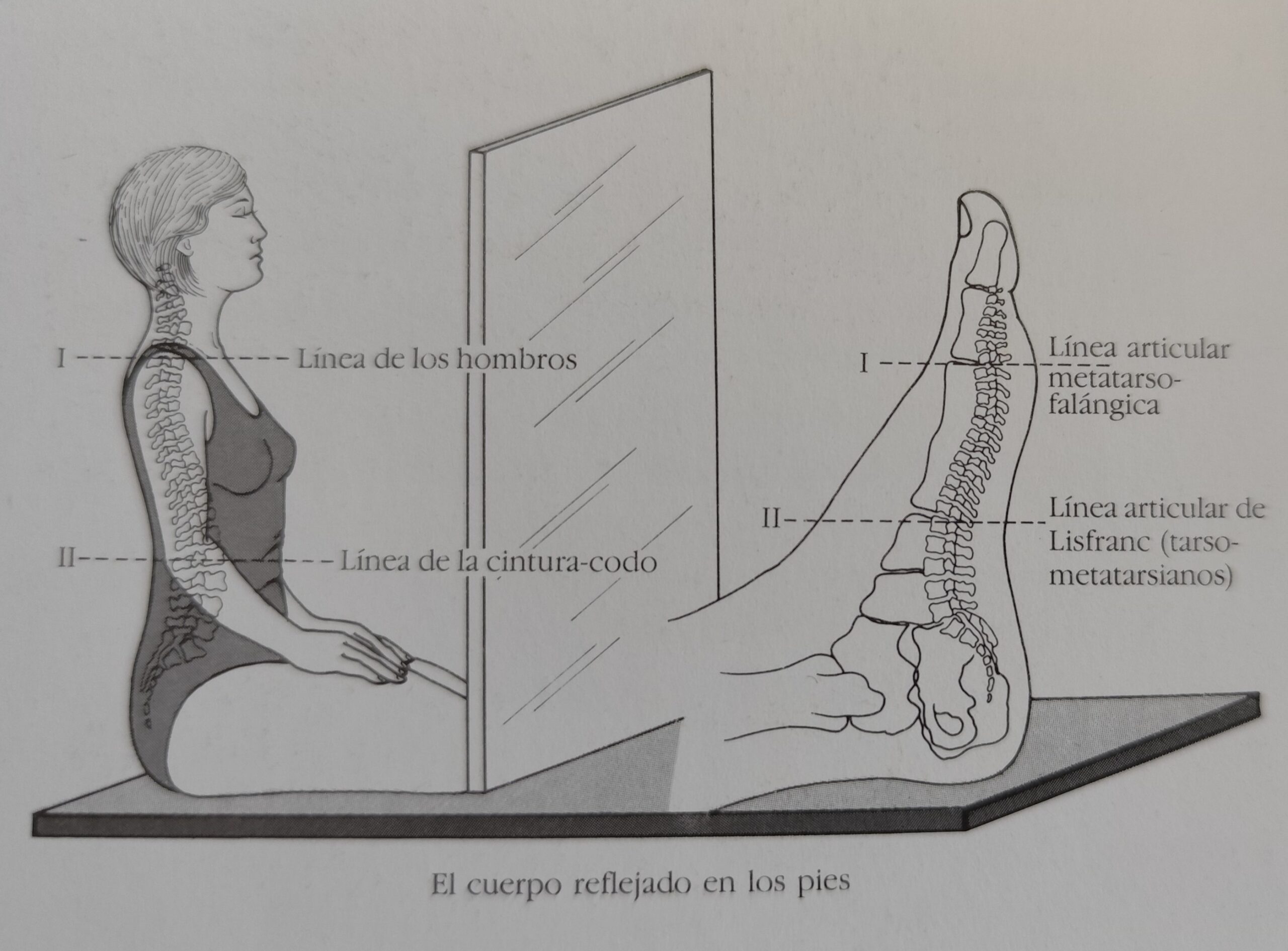 Mapa de la reflexología podal: descubre los puntos del pie y su conexión con tu bienestar