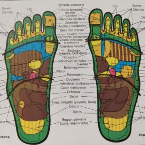 Mapa reflejo del pie para reflexología
