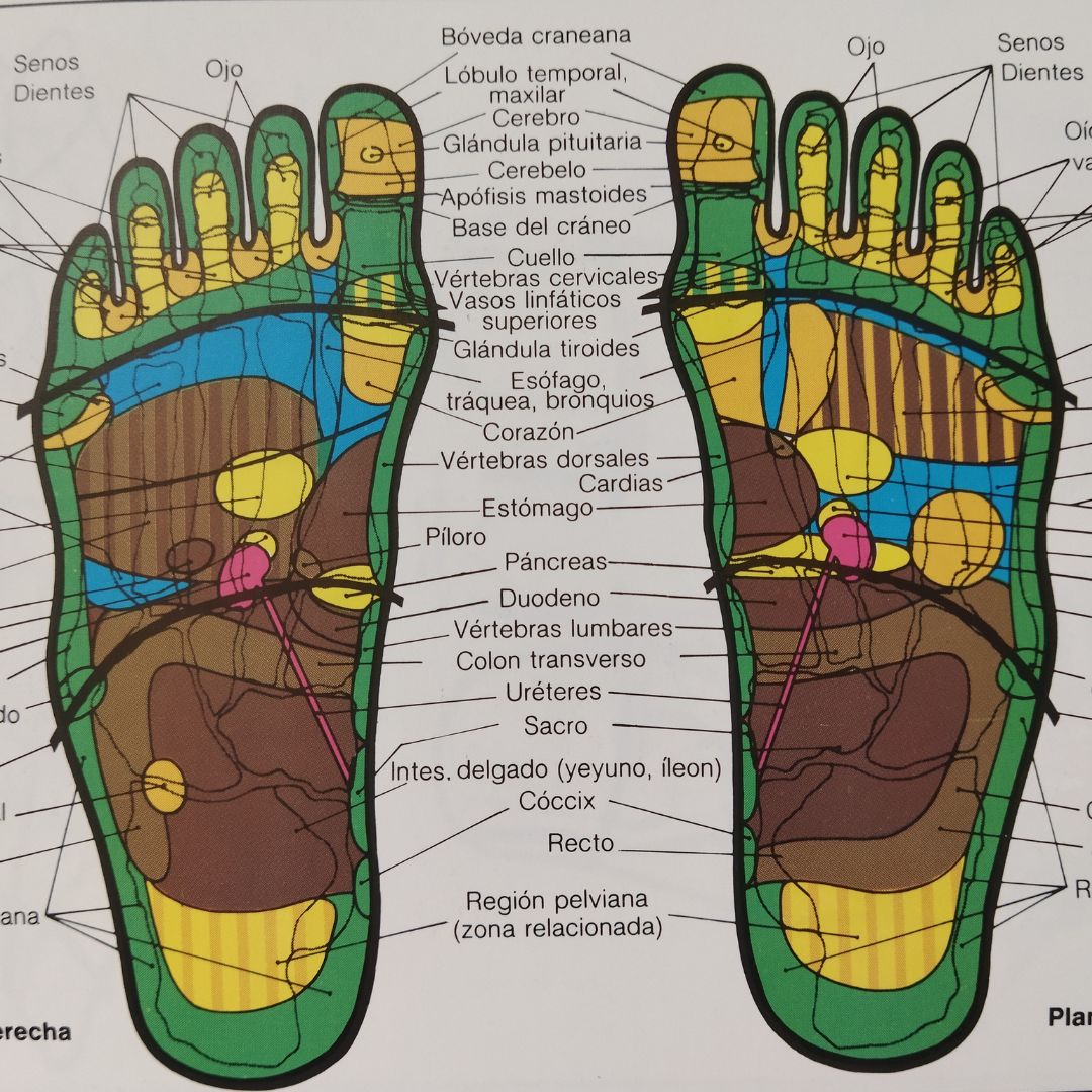 Mapa de la reflexología podal: descubre los puntos del pie y su conexión con tu bienestar