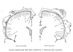 Área refleja de los pies en el cerebro. Reflexología Podal Móstoles.