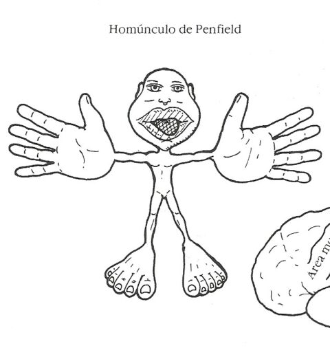 El poder de unas manos sensibles en Reflexología Podal